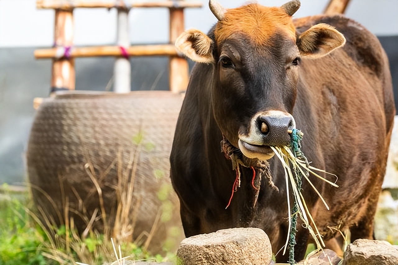 鐗涘墠鑳冨紱缂撴不鐤楀師鍒欐湁鍝簺,鐗涘墠鑳冨紱缂撹秺娌荤枟瓒婂樊涓哄暐