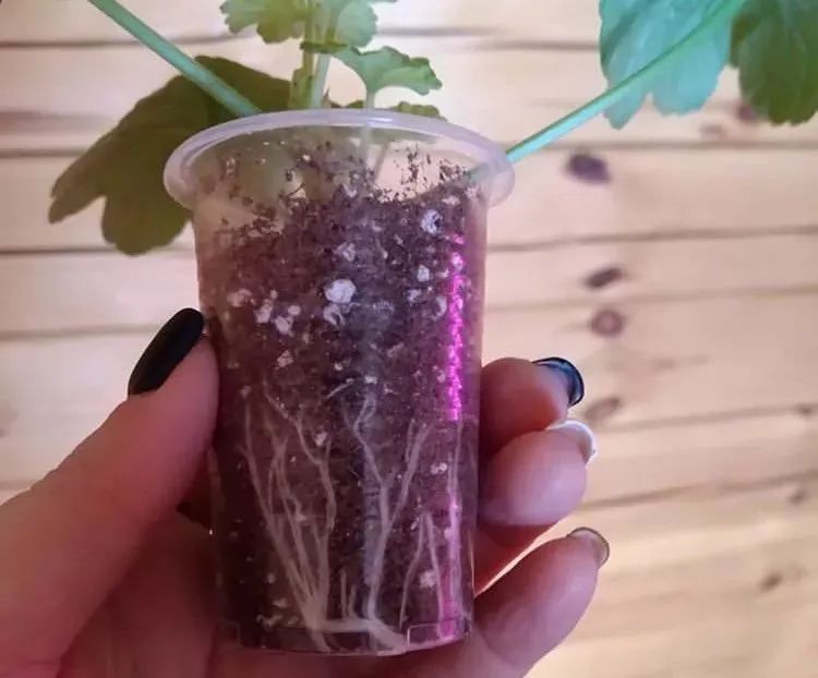 入门天竺葵的扦插方法图解,天竺葵扦插跟绣球扦插方法一样吗