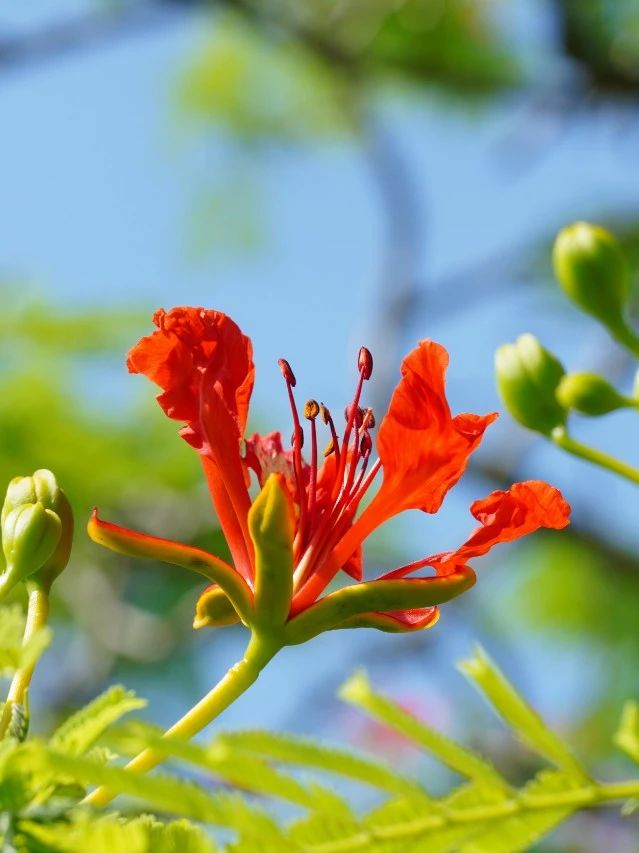 厦大蓝x凤凰花，何止灿烂！