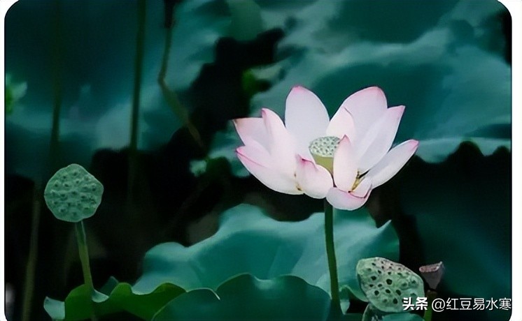 你若清风自来心如莲花开,心似莲花清风自来的图片