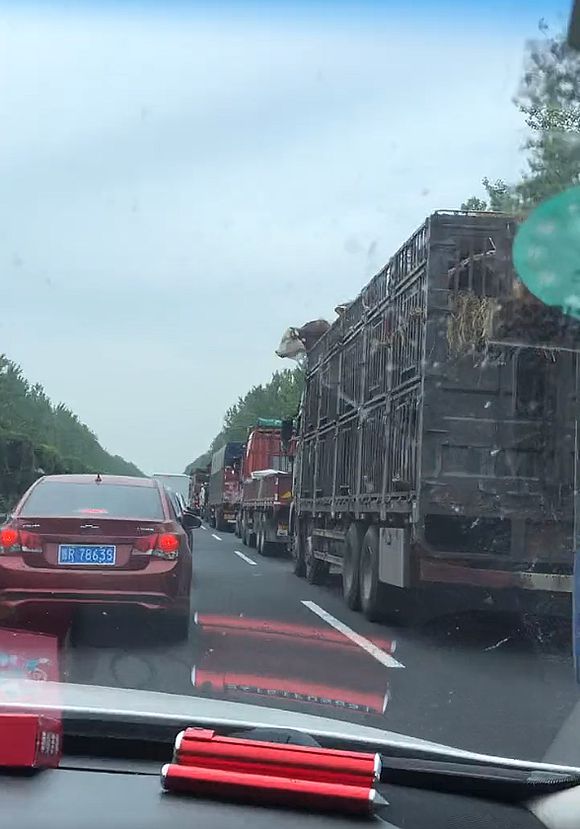 一头牛晕车吐了,牛在高速上晕车吐了