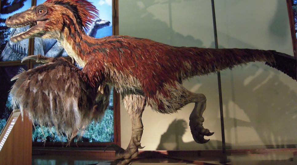 为什么感觉母鸡不用受精，却能天天下蛋？人类利用了鸡身上的bug