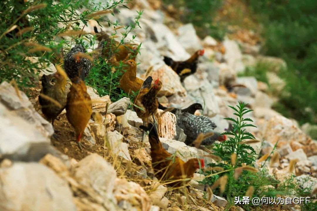 2022“健康饮食，健康星球”年度最佳实践案例概览