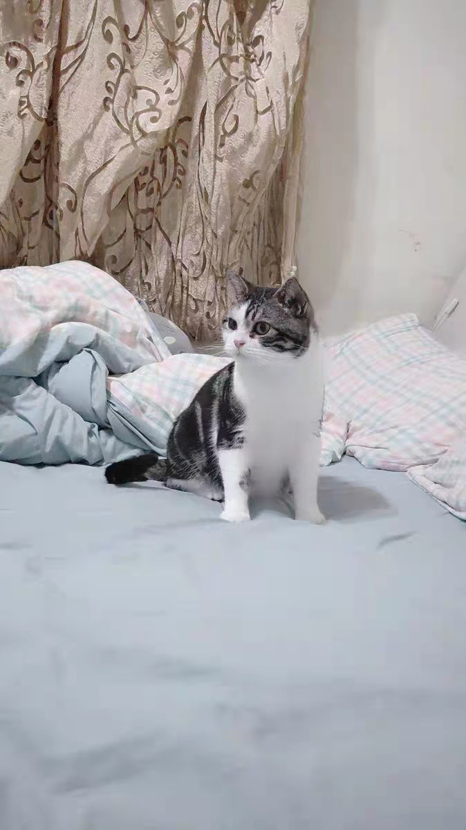 美短猫吃什么鱼比较好,美短猫吃啥猫粮