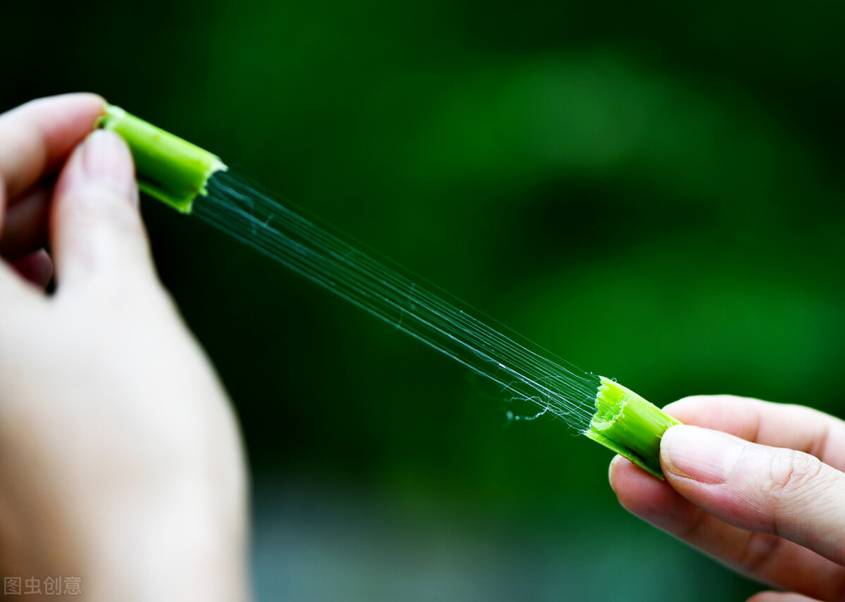 描写莲藕的诗句古诗大全,反映荷花莲藕的诗词