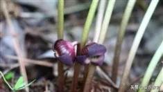 中药材细辛落价了吗,细辛草今日价格