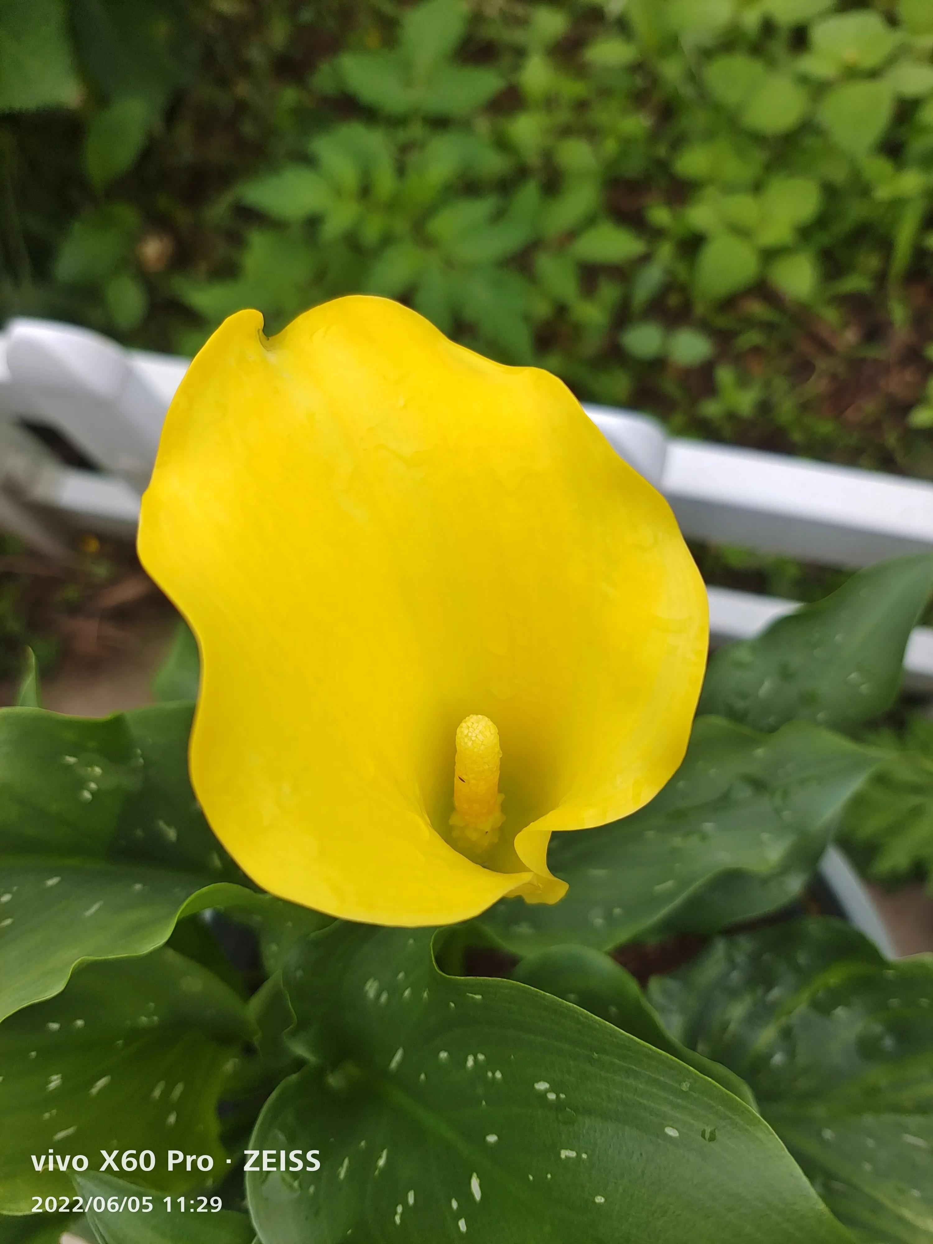 疏影日记之忠实记录生活6.5