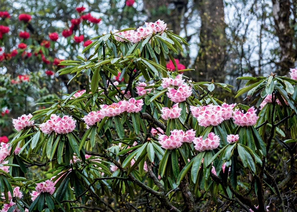 缅怀一代宗师陆锦川,缅怀胡悦文章
