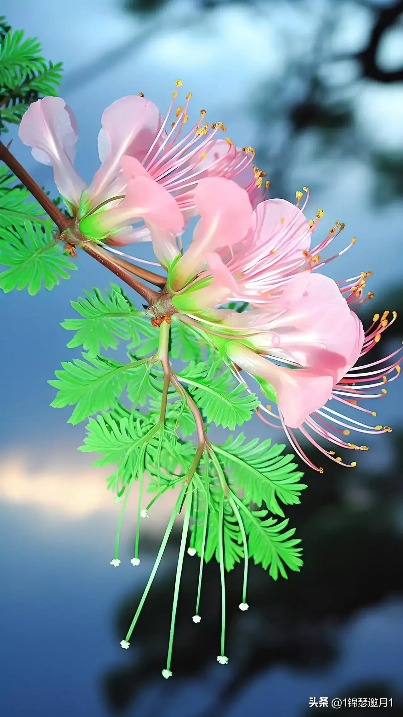 七月的夏天让生活慢下来图片,分享一个夏天的照片