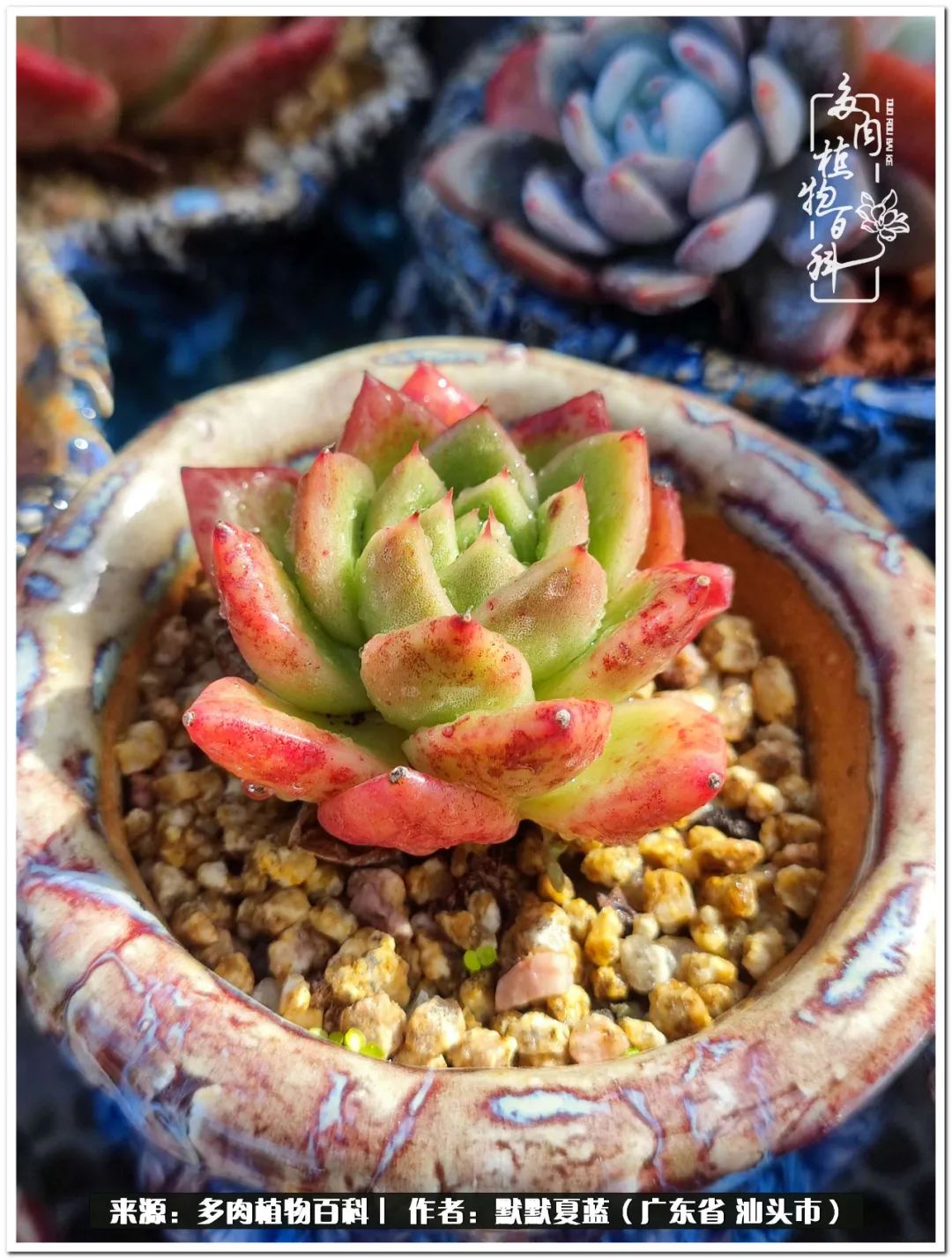 多肉虐我千百遍，我待多肉如初恋