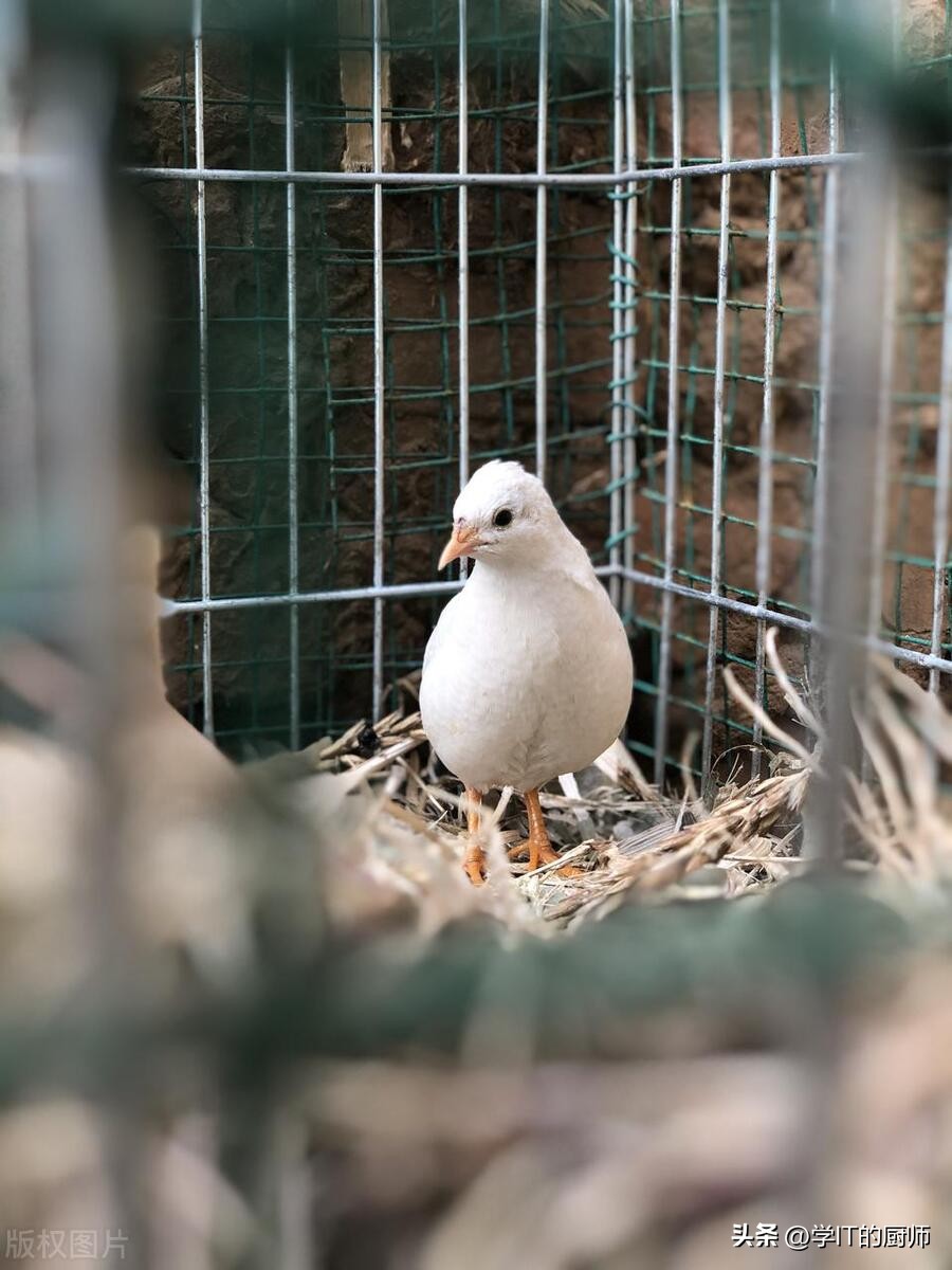 农村人芦丁鸡养殖能赚钱吗,芦丁鸡养殖主要靠什么盈利
