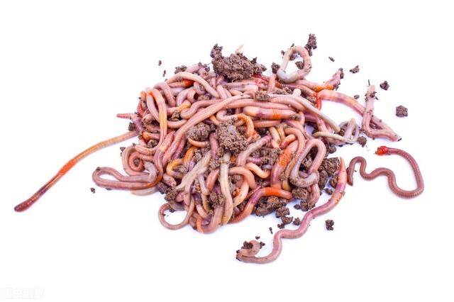 观赏鱼小型饵料,小型观赏鱼鱼食饵料