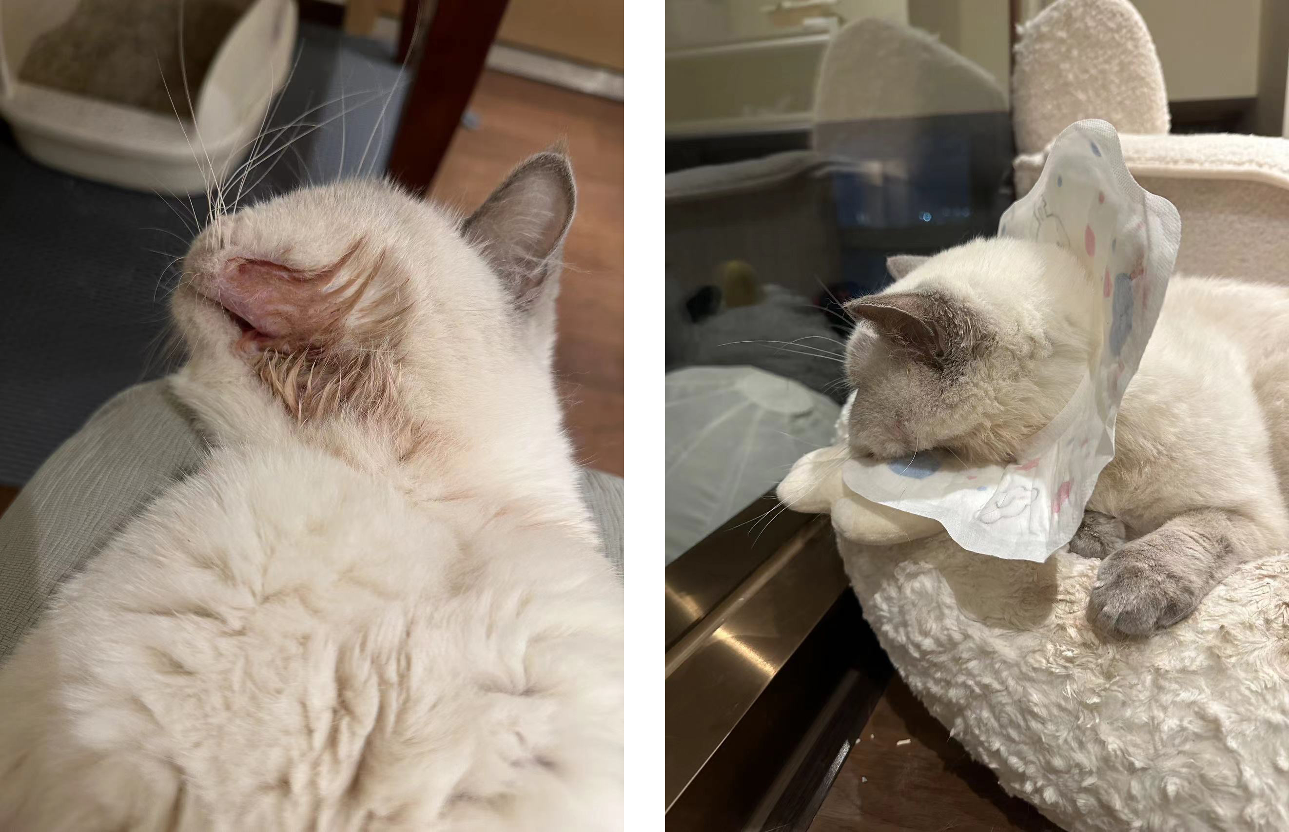 爱维福床垫什么档次,爱维福床垫价目表