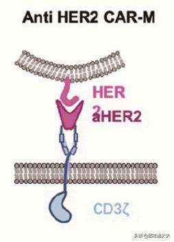 无所不CAR：从CAR-T、CAR-NK到CAR-M