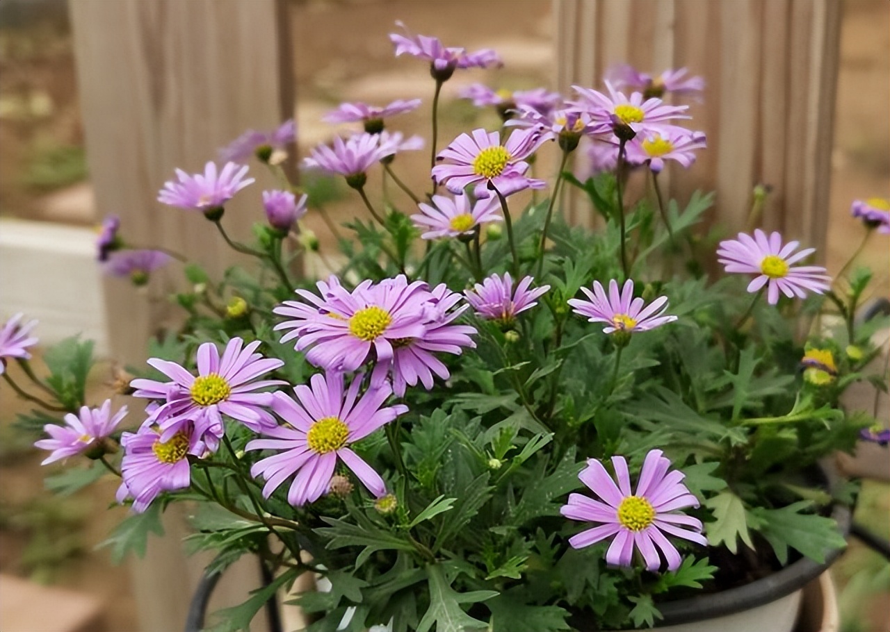 玛格丽特怎么养才长得好,如何养好玛格丽特