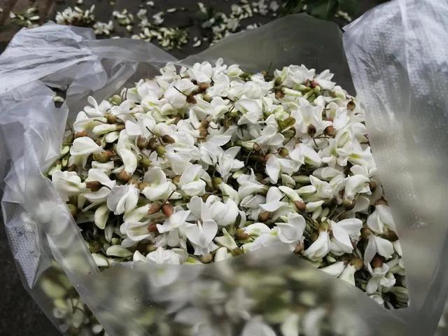 忆老家那棵洋槐树洋槐花盛开阵阵扑鼻香