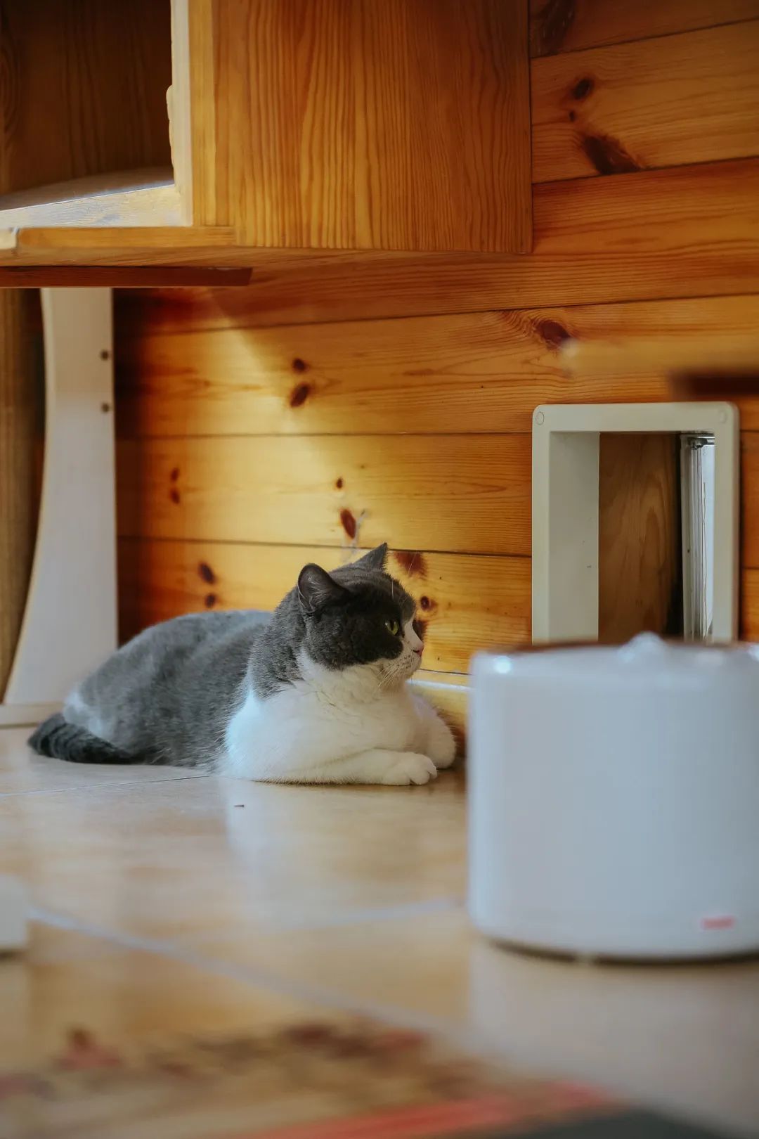 社恐小猫咪的安全感,社恐小猫咪为什么突然想出门了