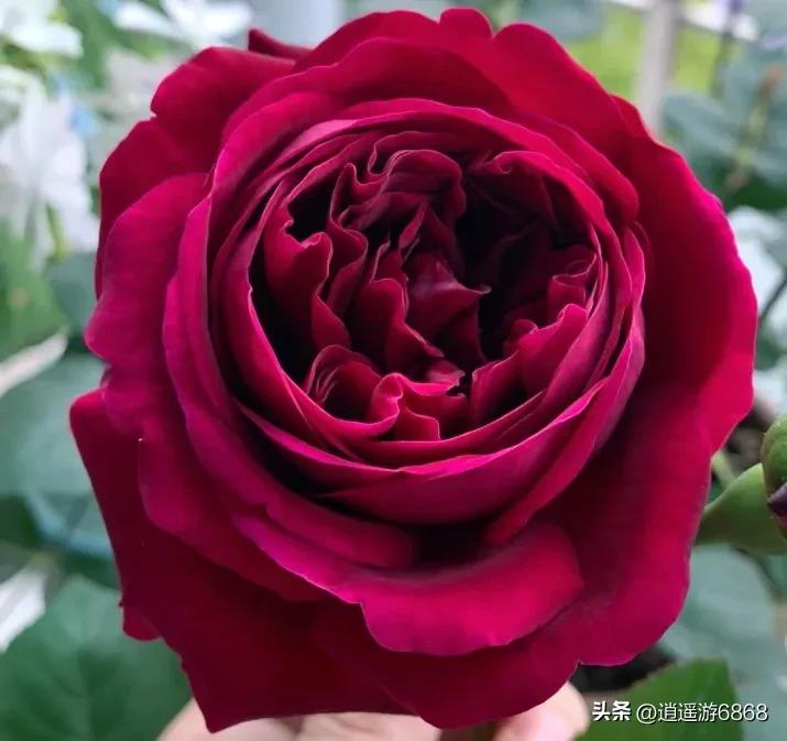 月季花美图,皇宫月季花花苞不密集