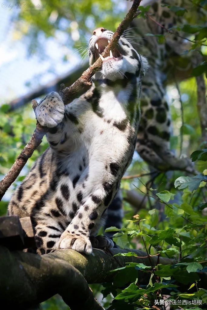 世界上最厉害的猫科动物豹猫,豹猫我国最可怜的野生猫科动物
