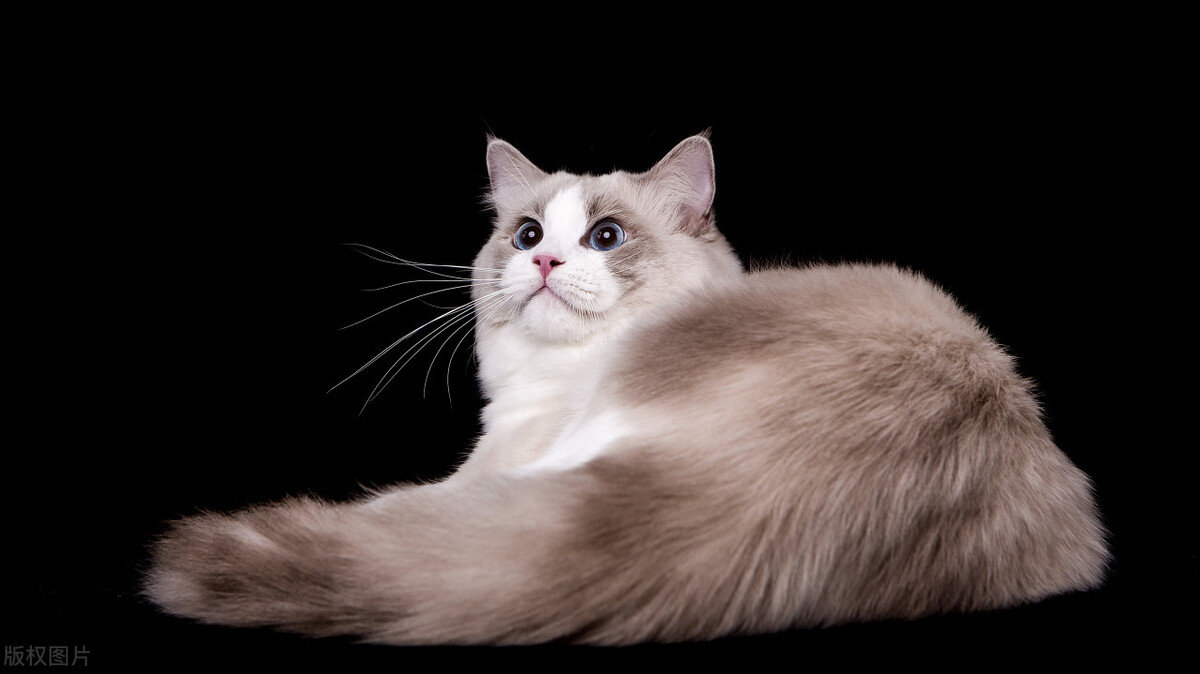 暹罗猫跟布偶,暹罗猫和布偶猫什么区别