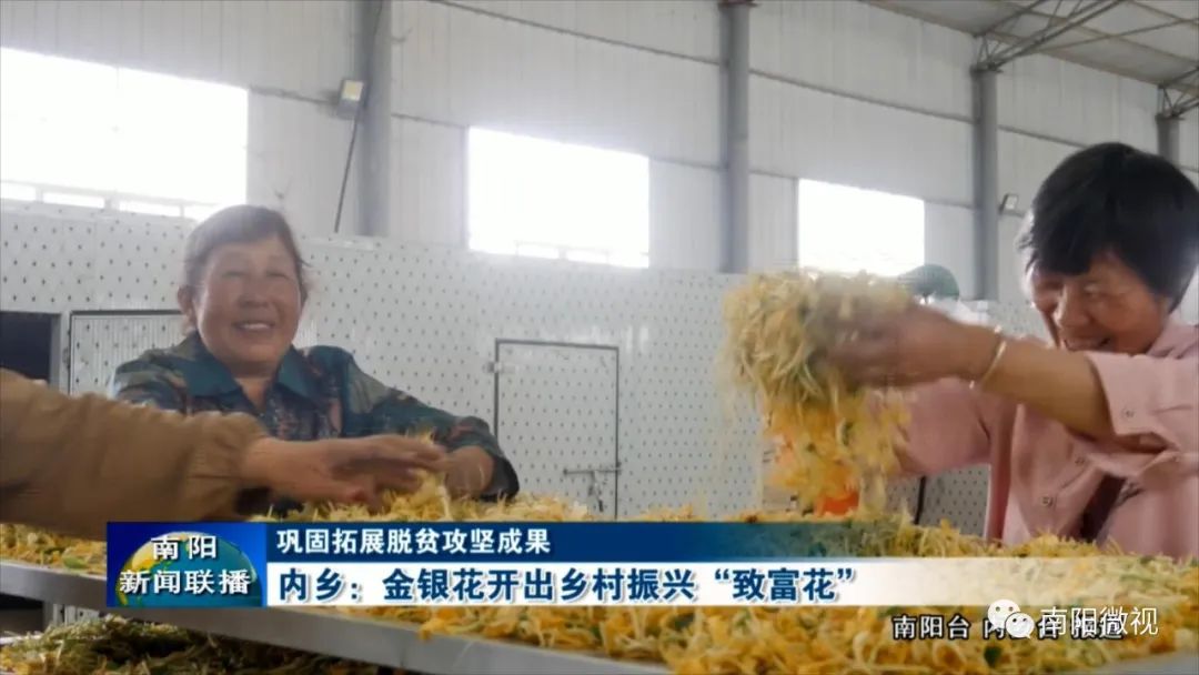 金银花带动乡村致富,金银花开出中药材产业致富良方