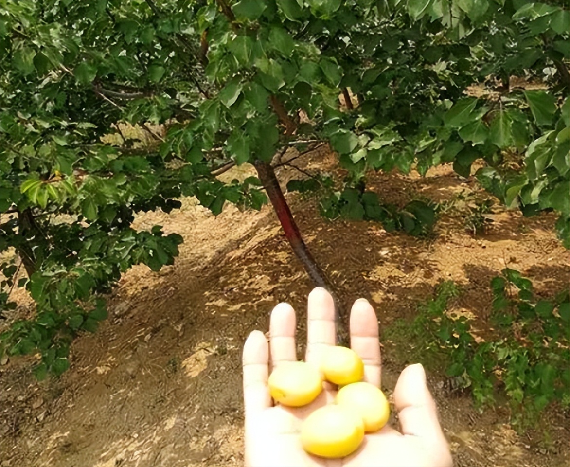 李杏的种子能种吗,杏李栽培要点