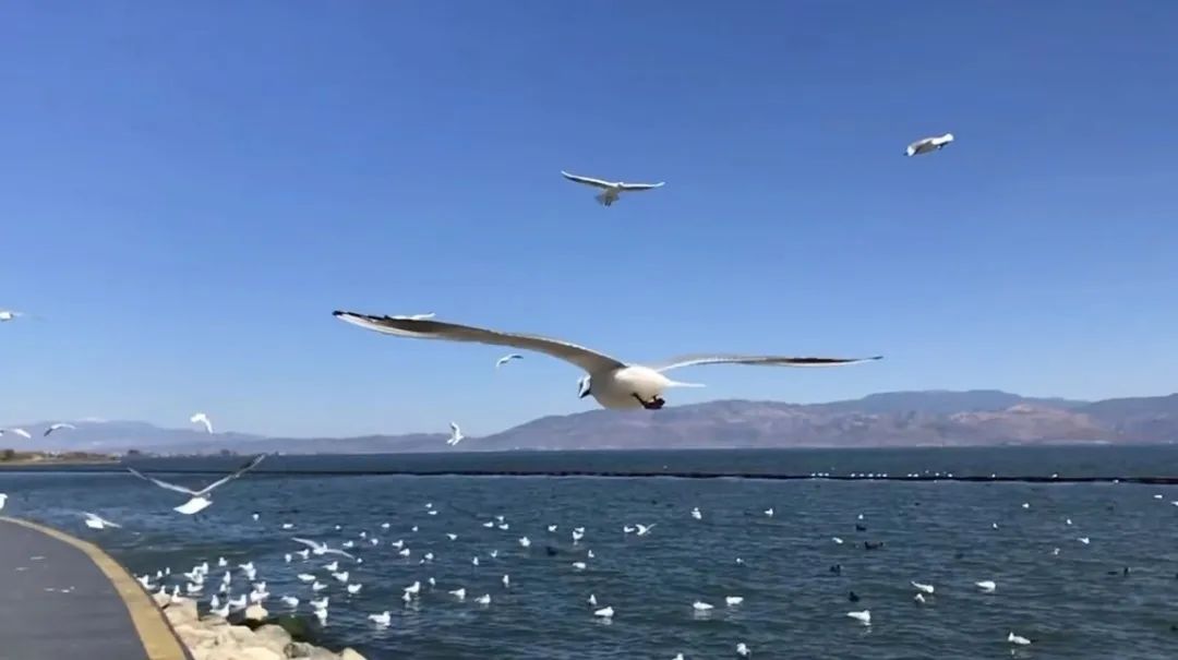 什么职业适合当数字游民,哪些职业适合当数字游民