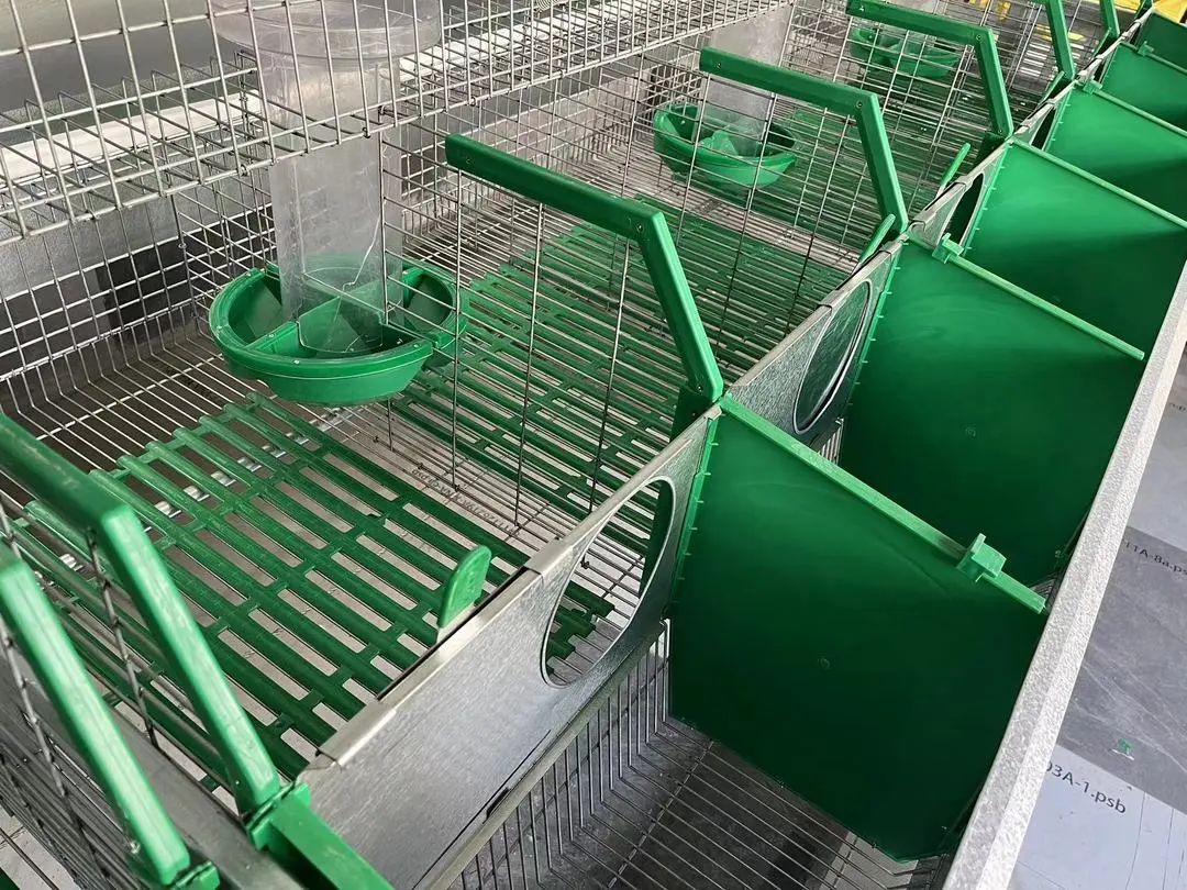 洲仔镇肉兔,小兔子乖乖把门开好运来