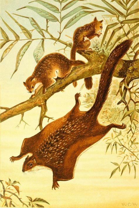 飞鼠-可以飞翔的松鼠，中国自古有之，但现在为什么却很少呢