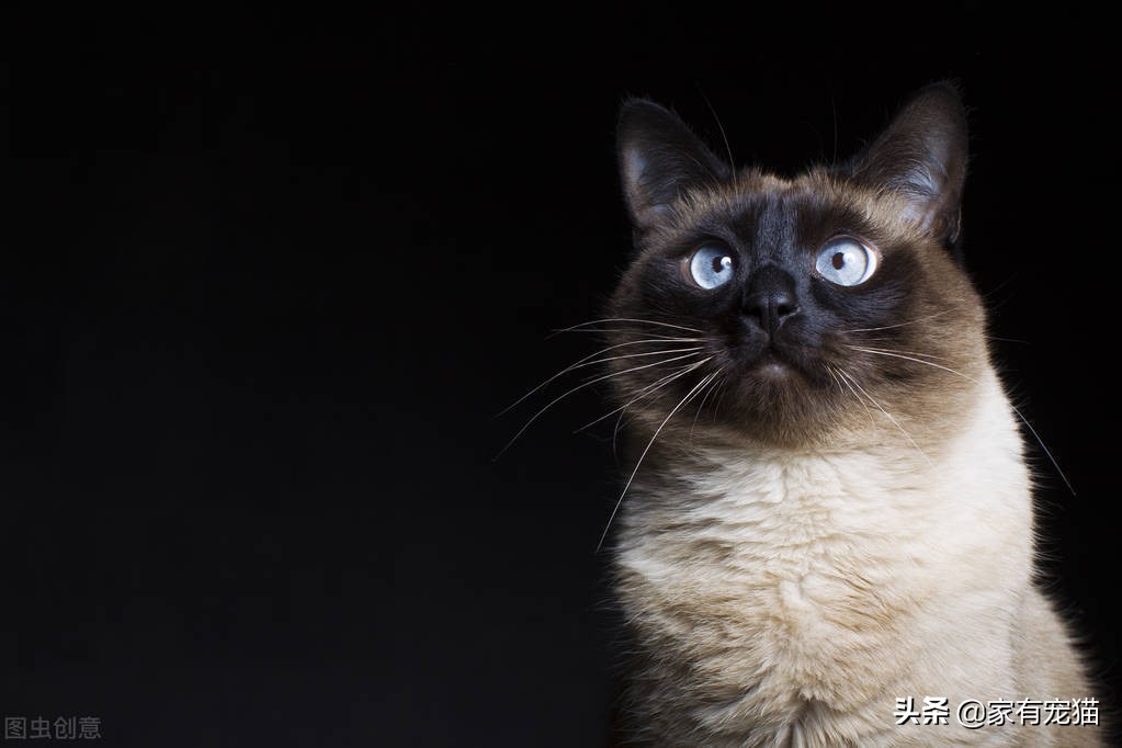 为什么黑的长毛猫毛色偏红,重点色长毛猫蓝眼睛