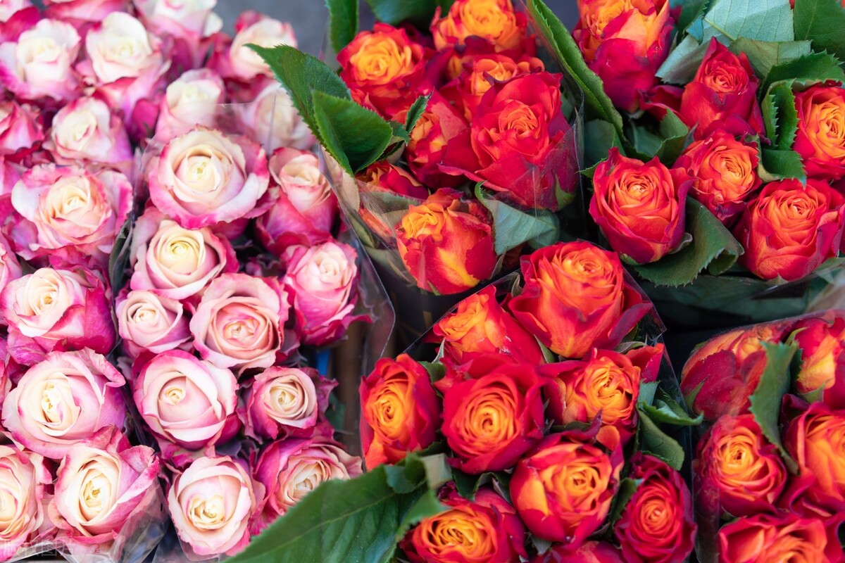 送玫瑰的正确方式,送玫瑰花的图片数量和意义