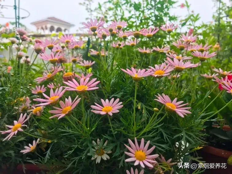 一丛黄菊花图片欣赏,五颜六色姹紫嫣红的鲜花
