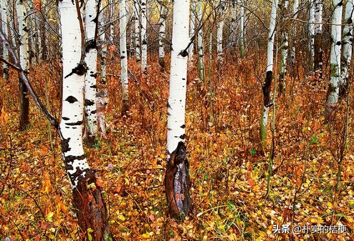 图片里找到7种动物,找到图片中的所有动物