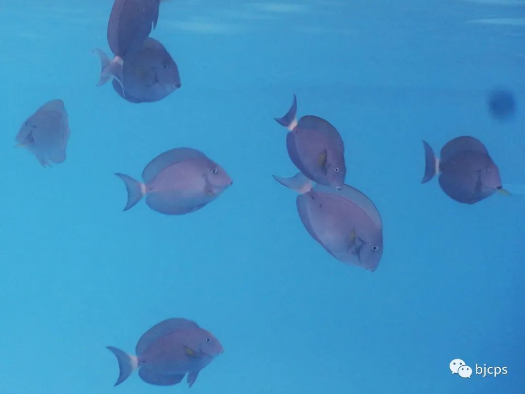 塞班岛免签政策45天还是14天,为什么塞班岛免签