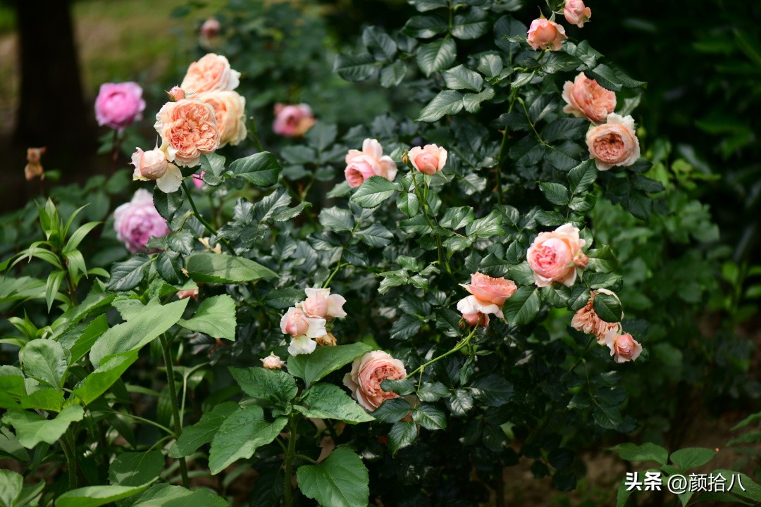 流放到菜地的花儿们，尽情绽放吧，不管在哪里｜园丁