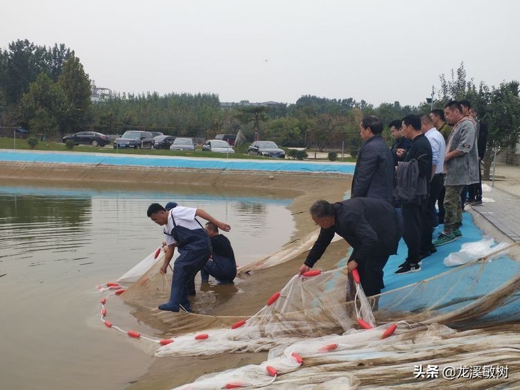 锦鲤分多少种什么样的锦鲤最好养,锦鲤要怎么选才能选到好的锦鲤
