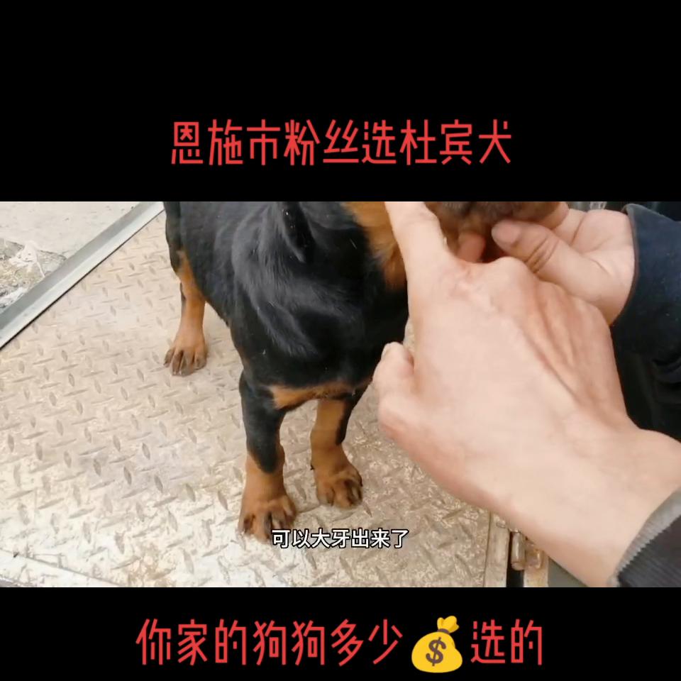 湖北省恩施市粉丝选杜宾犬#杜宾@DOU+上热门
