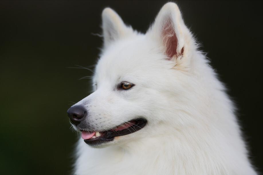 想买萨摩耶怕串串？记住这5点，轻松鉴别