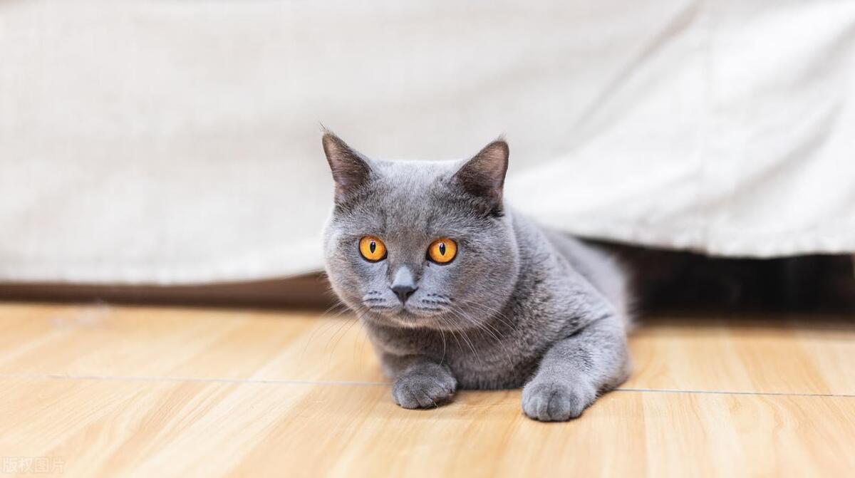 英短蓝猫鼻子周围发白是纯种吗,英短乳白怎么判断是纯种还是串串