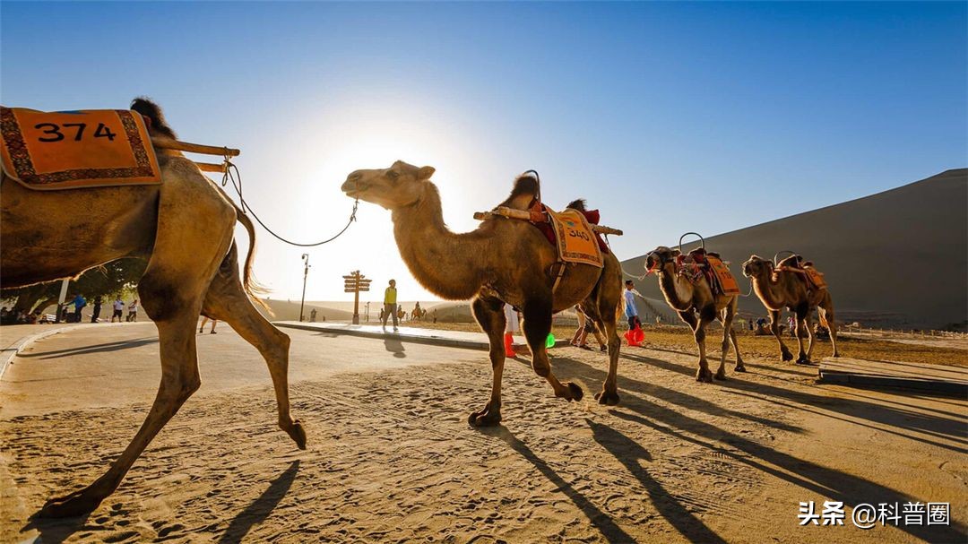 为什么渴死在沙漠里的骆驼不要碰,在沙漠里遇到死骆驼为什么不能碰