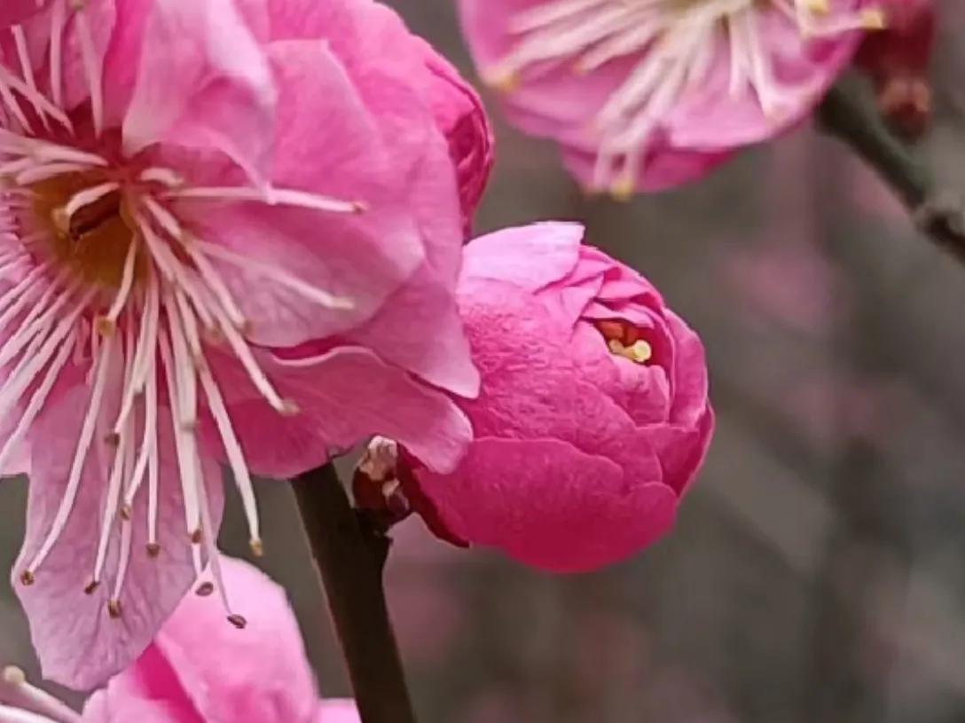 春夏之交，越来越多的花含苞欲放，这一百种娇媚蓓蕾真是美不胜收