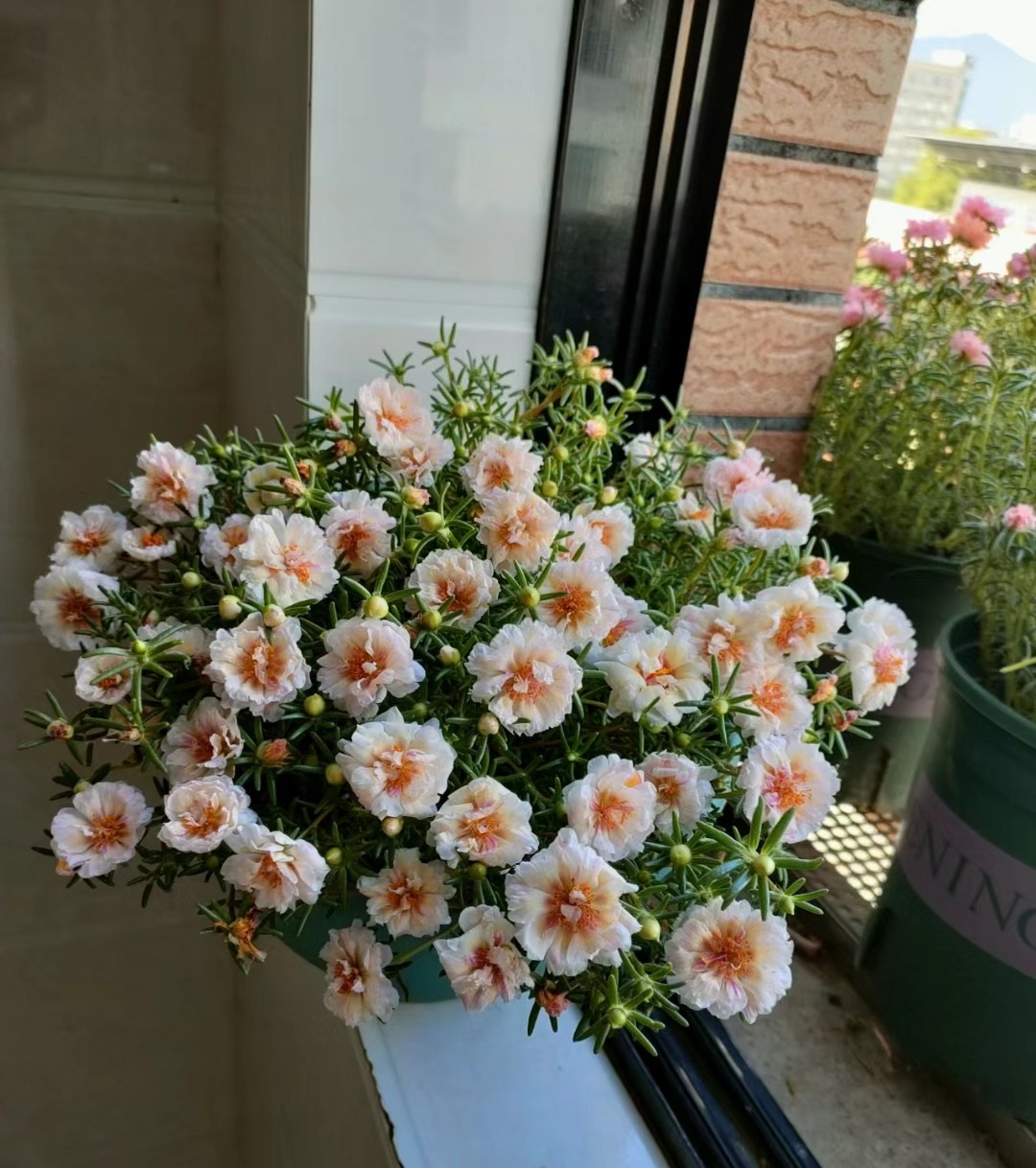 开花时间长又好看又好养的太阳花,太阳花是一种特别皮实好养的花