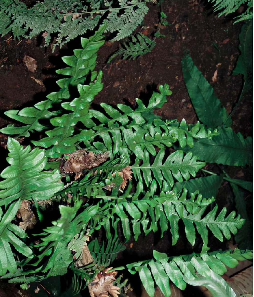 农村种植一千斤姜种能收多少斤姜,在农村种一亩生姜能赚钱吗