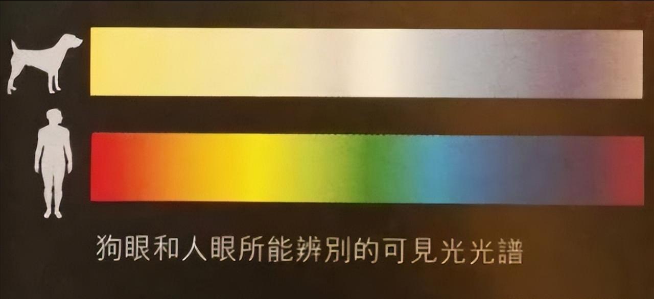 世界杯小狗跑进球场,小狗眼里的世界是什么样子的