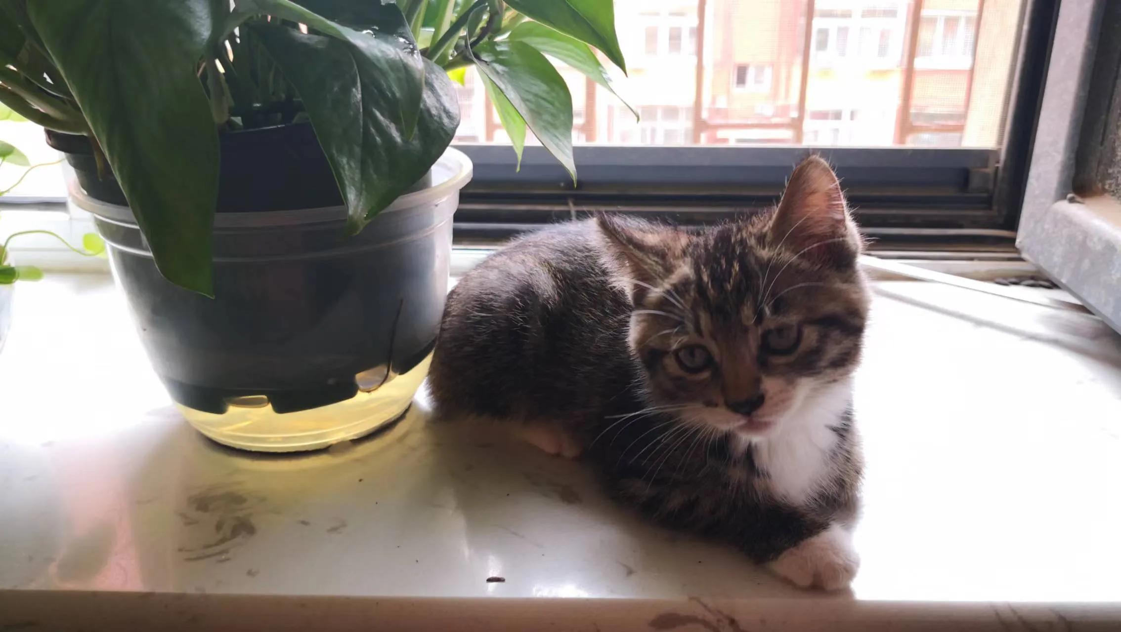 家里来了新“成员”～～“可乐”（连载）