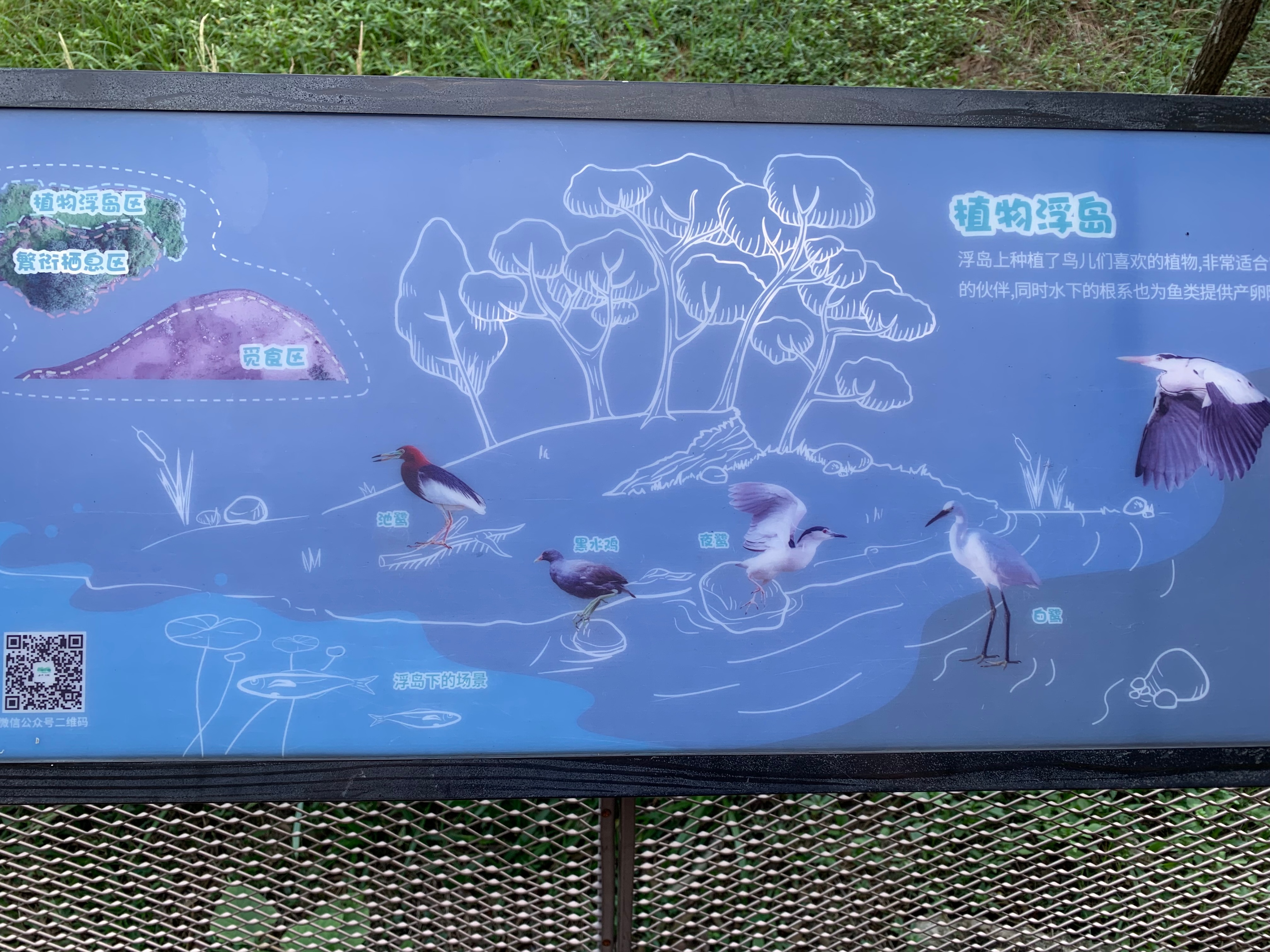 广州国庆假期一日游:南肾海珠湖国家湿地公园的最佳旅游攻略