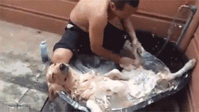 狗狗为什么会把自己当成小孩子,狗狗把自己当人了