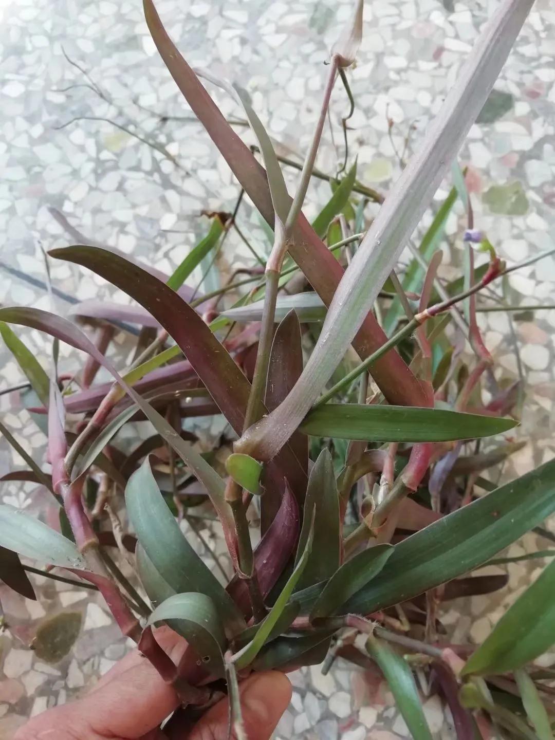 植物多样性的认识,怎么快速认识植物