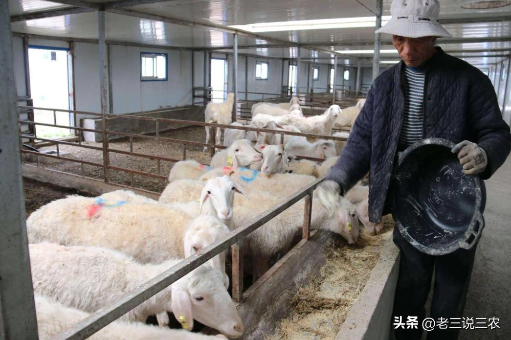 养羊50只第二年能赚多少钱,养羊能年入200w