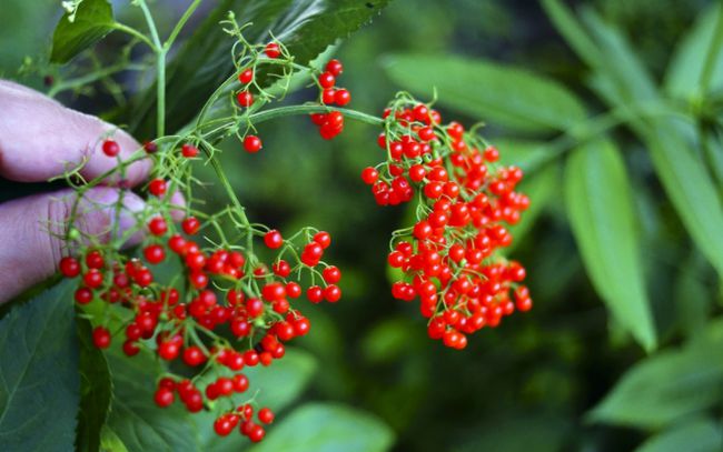 农村有一种臭臭的野草叫什么,农村有臭味的草